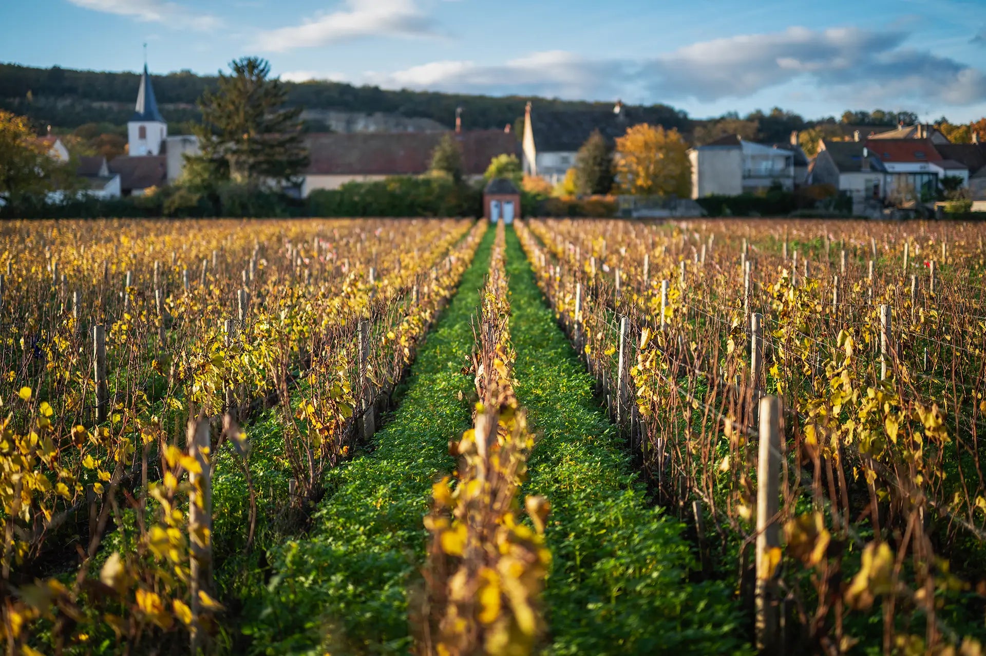 chassagne-montrachet-1er-cru-maltroie-automne-couverts-vegetaux-viticulture-durable-sols-vivants.webp