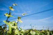 Chassagne Montrachet vignes au printemps