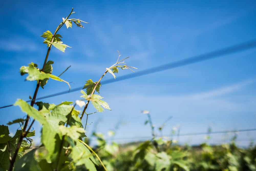 Chassagne Montrachet vignes au printemps