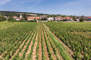 Parcelle de la Maltroie à Chassagne-Montrachet avec enherbements de la vigne 