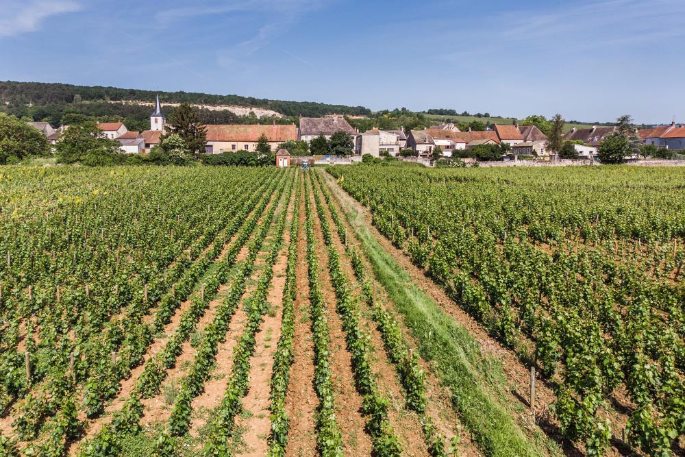 Parcelle de la Maltroie à Chassagne-Montrachet avec enherbements de la vigne 