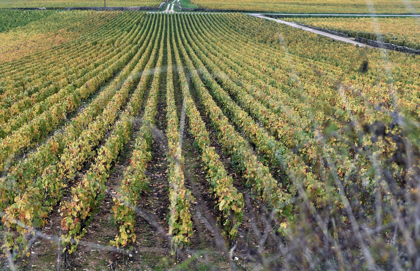 Chassagne Montrachet Premier Cru Morgeot - Climat de Bourgogne 