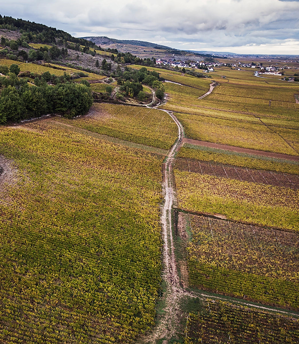 chassagne-montrachet-morgeot-vigne-drone-bourgogne-vin.webp