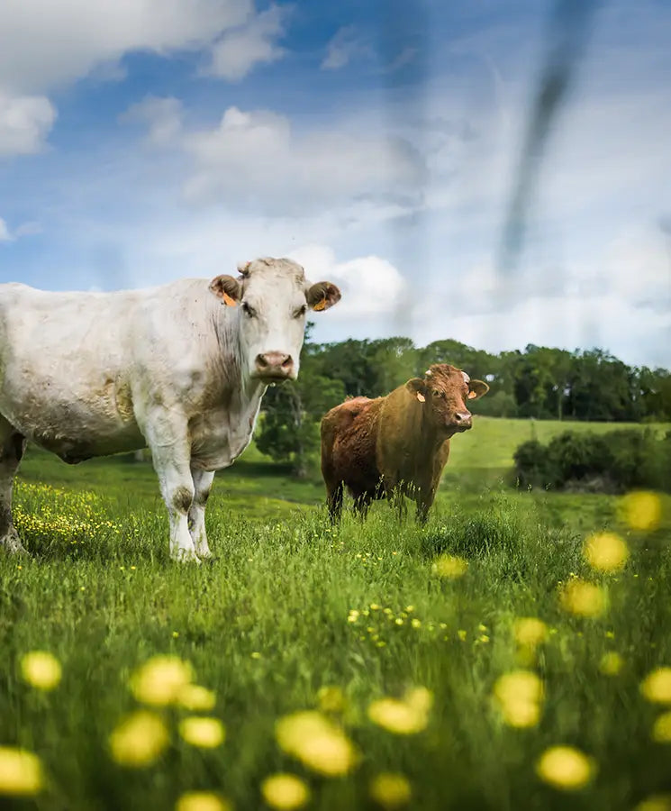ferme-armand-heitz-vaches-bovins-charolais-salers-bourgogne.webp