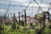 Parcelle de vigne de Meursault La Barre vin blanc de Bourgogne appellation village domaine Armand Heitz