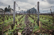 Meursault Village - La Barre taille de la vigne en hiver