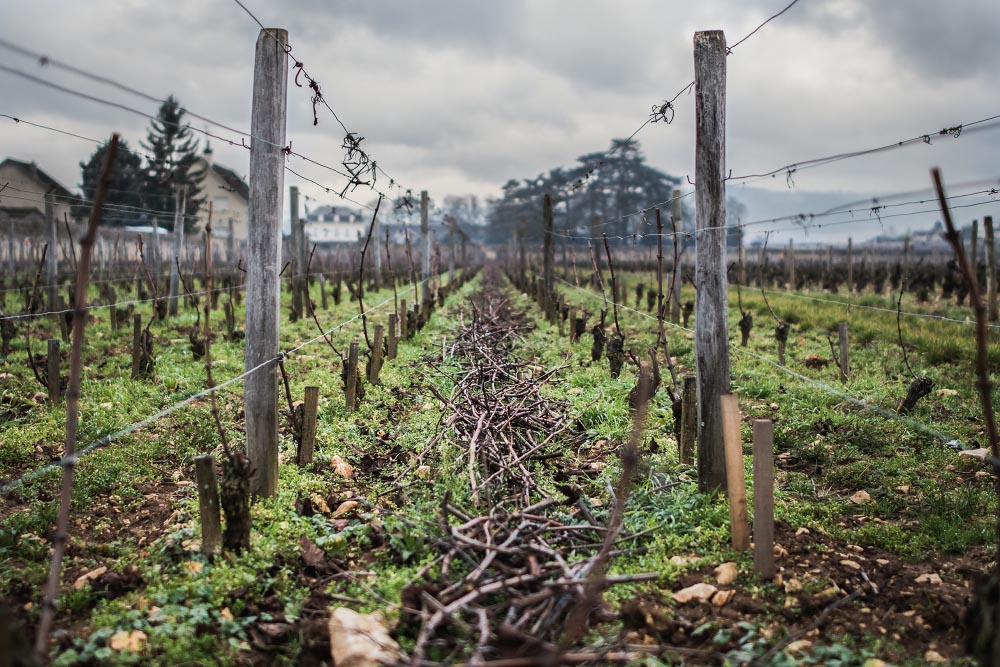 Meursault Village - La Barre taille de la vigne en hiver