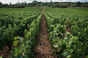 climat les Perrières domaine Armand Heitz à Meursault