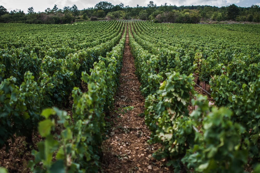 climat les Perrières domaine Armand Heitz à Meursault