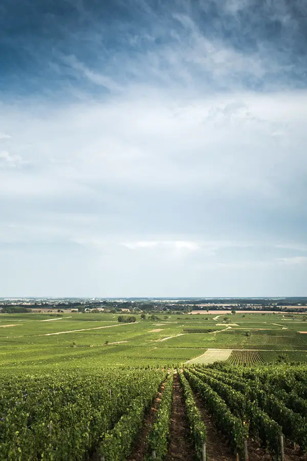 parcelle-vignes-bourgogne-vin-drone-photo-image-burgundy-wine-beaune.webp