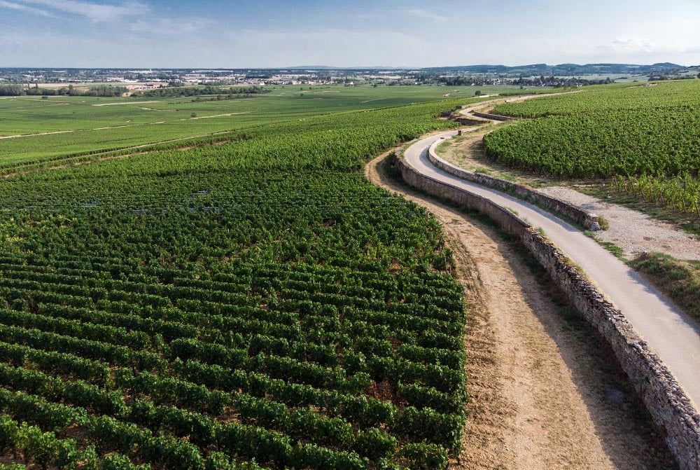 Volnay 1er Cru - Taillepieds