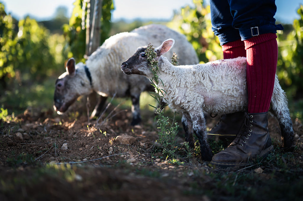 Agneaux dans les vignes à Meursault, Armand Heitz vigneron et éleveur en Bourgogne
